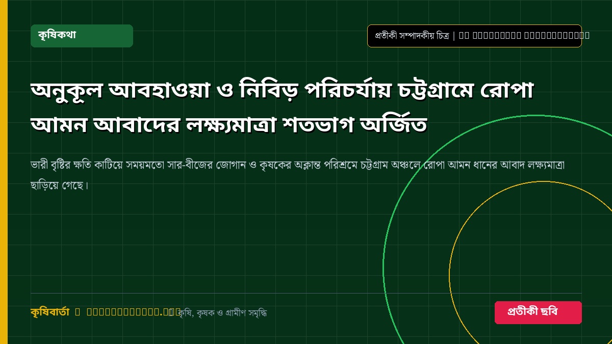 রোপা আমন ধানের ক্ষেত প্রতীকী চিত্র