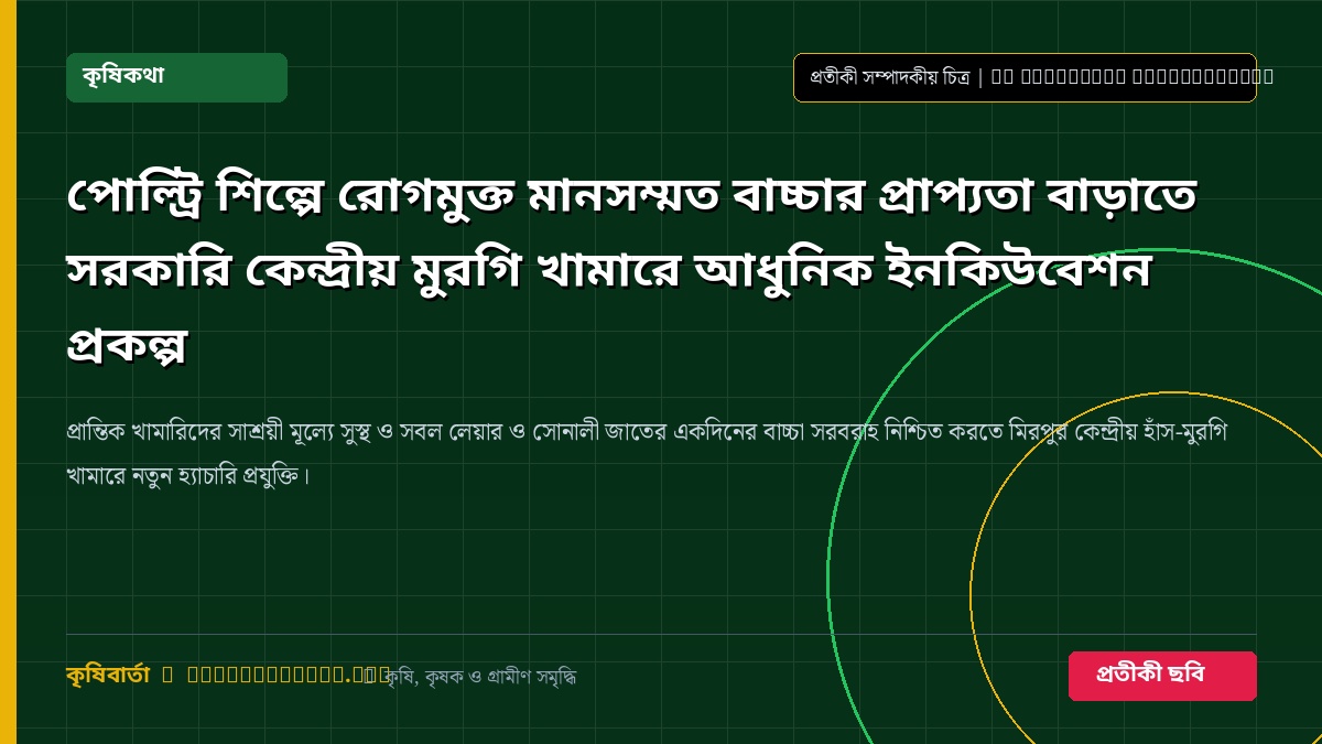 পোল্ট্রি হ্যাচারি ও একদিনের বাচ্চা প্রতীকী চিত্র
